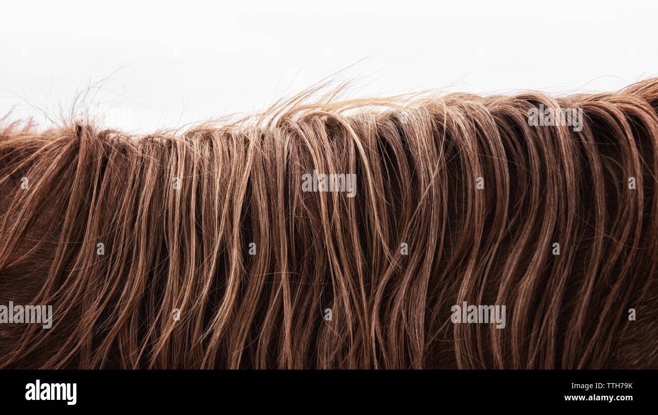 Close-up of horse mane set contre ciel blanc Banque D'Images
