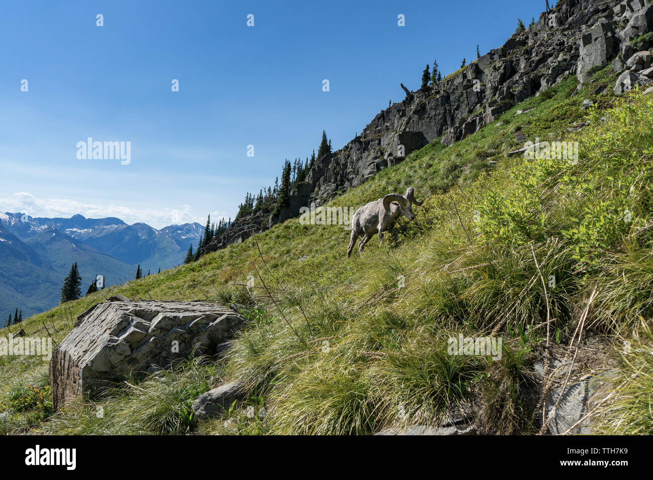 Big Horn Sheep feeding on grass looking down at camera, parc des Glaciers Banque D'Images