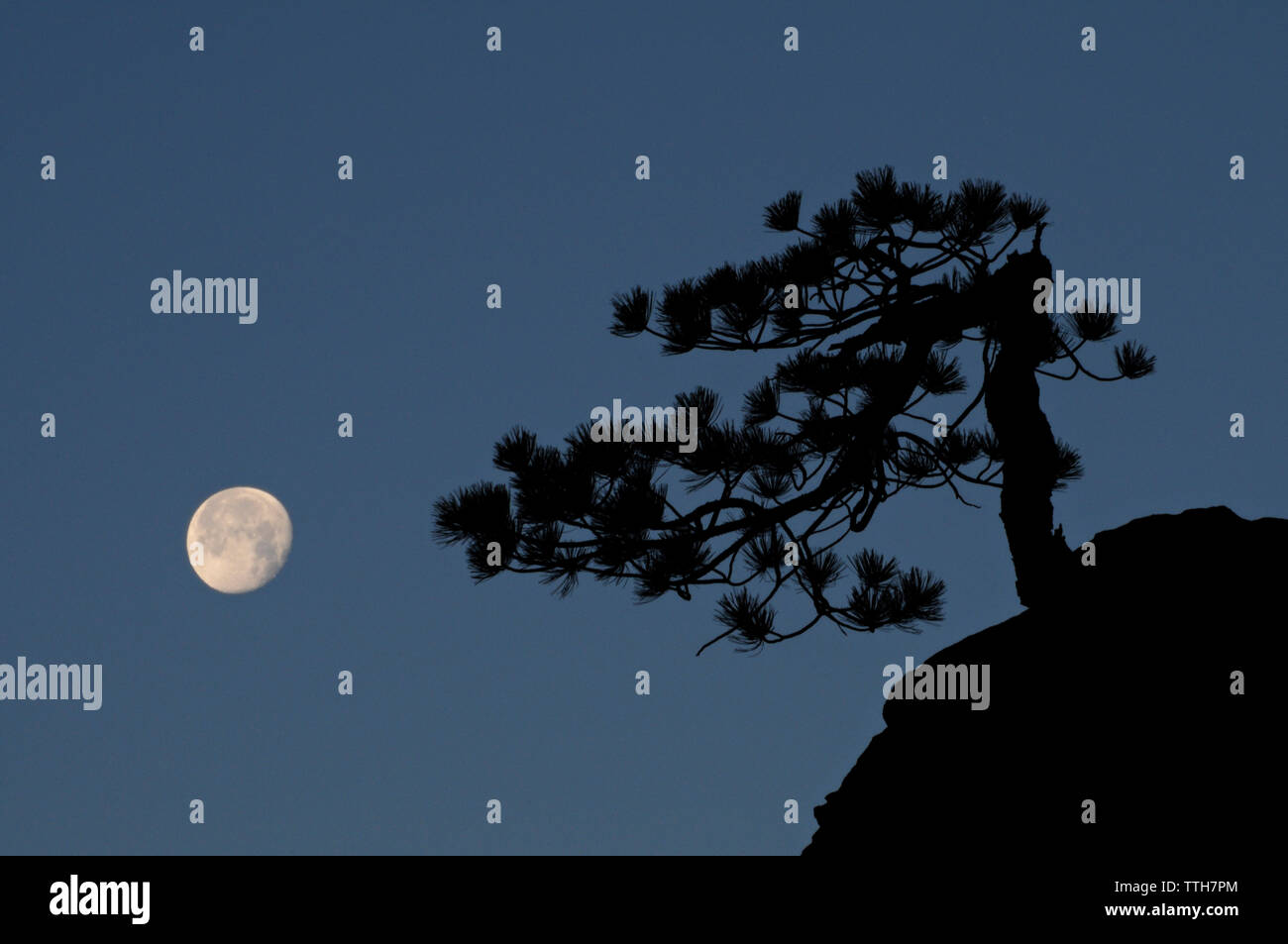 Pleine lune se couche derrière la célèbre Zion ponderosa pine tordu. Banque D'Images