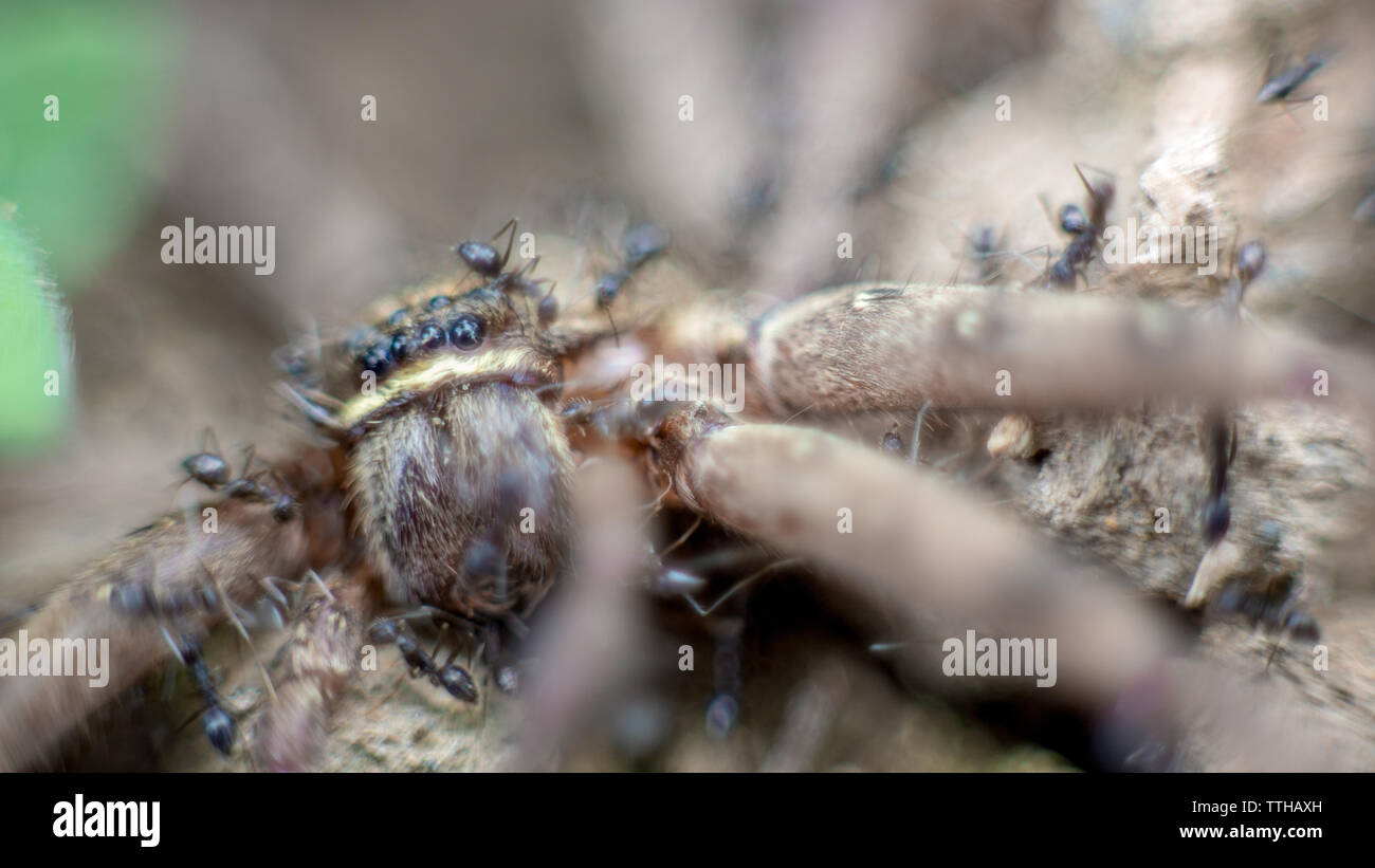 Macro d'un groupe de fourmis d'attaquer et de manger une araignée crabe géant dans la montagne. Beaucoup de petites fourmis transporter spider morts pour nicher pour l'alimentation Banque D'Images