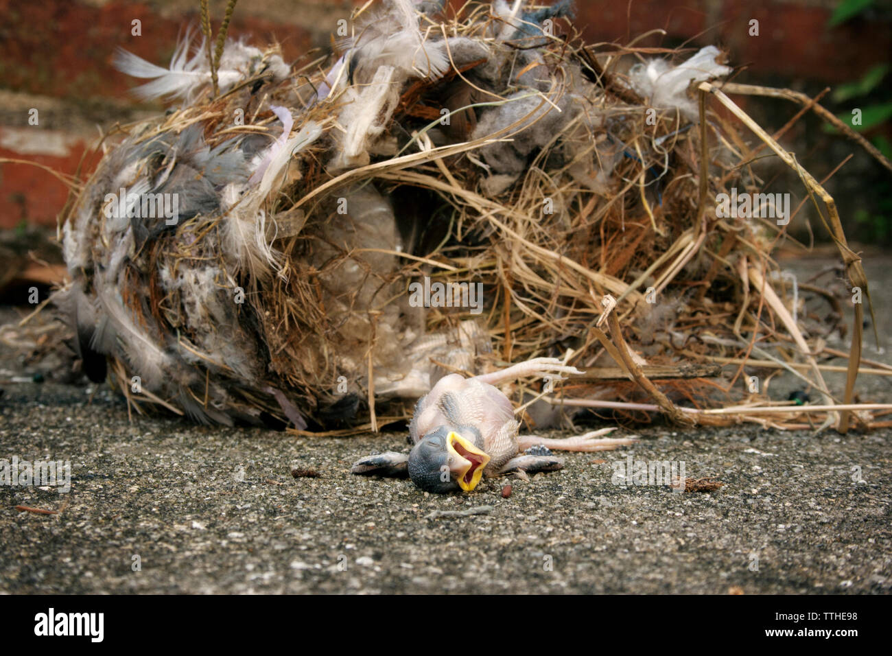 Close-up avec des oiseaux morts tombés sur la route du nid Banque D'Images