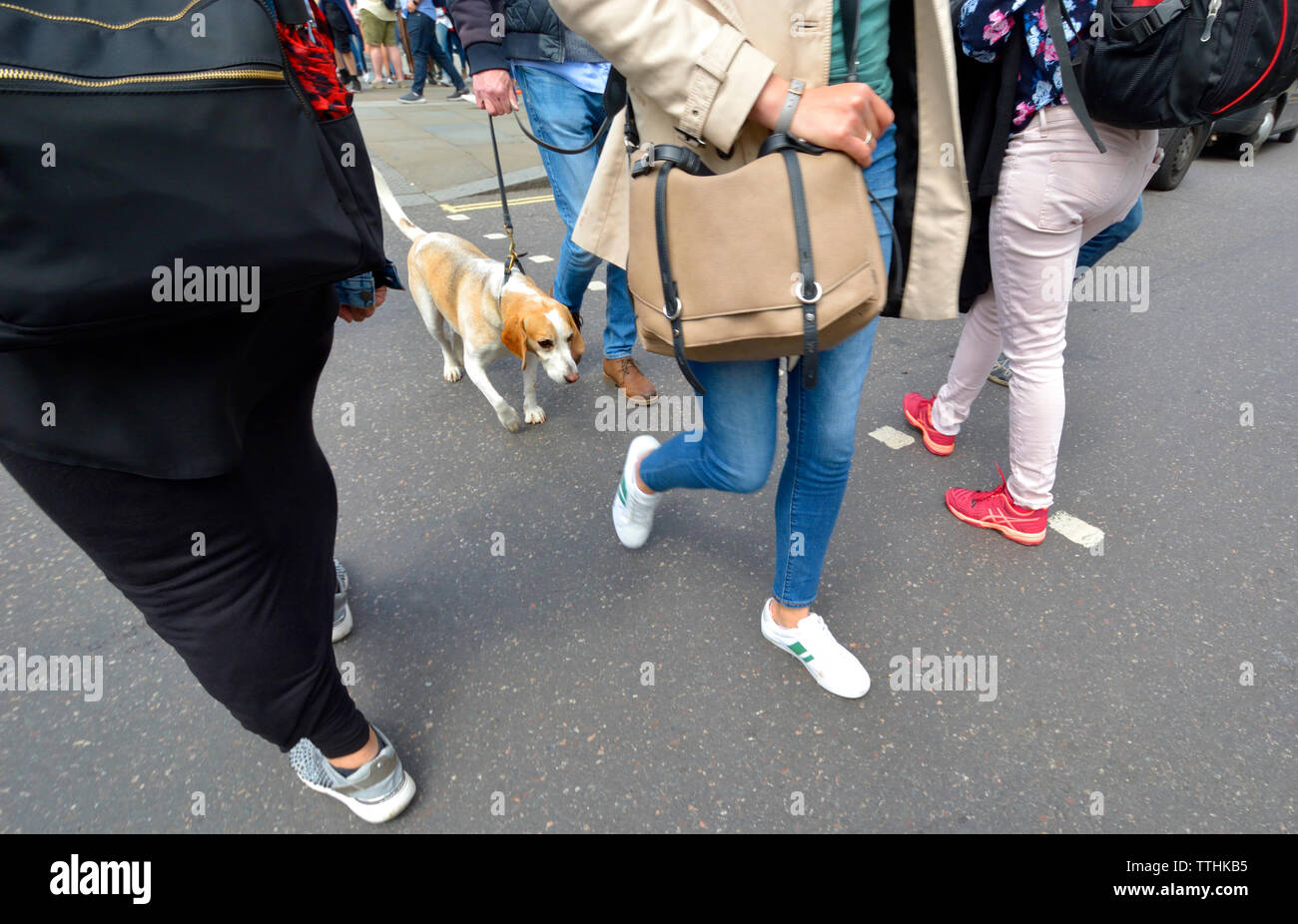 Londres, Angleterre, Royaume-Uni. Chien en laisse traverser la route Banque D'Images