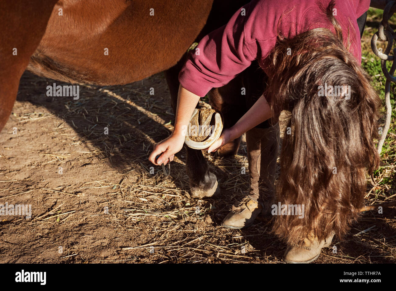 Woman cleaning horse hoof en fléchissant sur terrain Banque D'Images