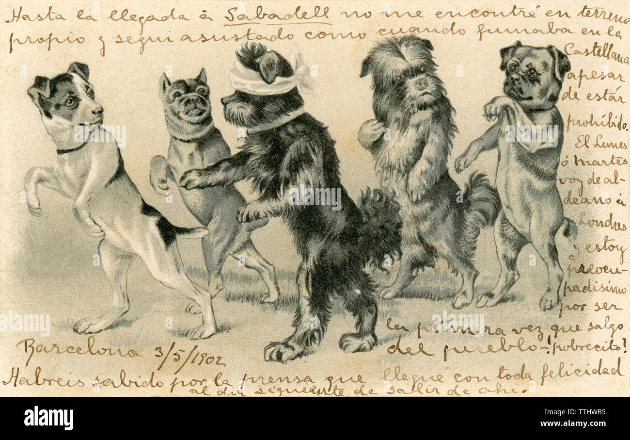 1902 Carte postale humoristique. Les chiens jouant à colin-maillard. L'Espagnol Banque D'Images