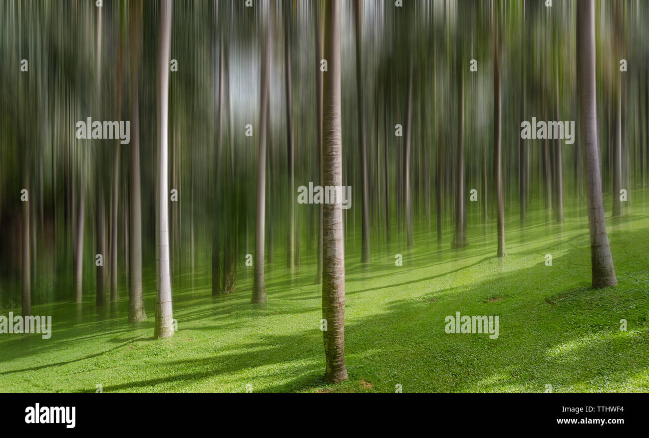 Image floue. Arbres partout, vue dans le brouillard, de verdure, de malles, un tassement inégal. Au bas de la photo, les choses sont claires, l'herbe est parfait, Banque D'Images