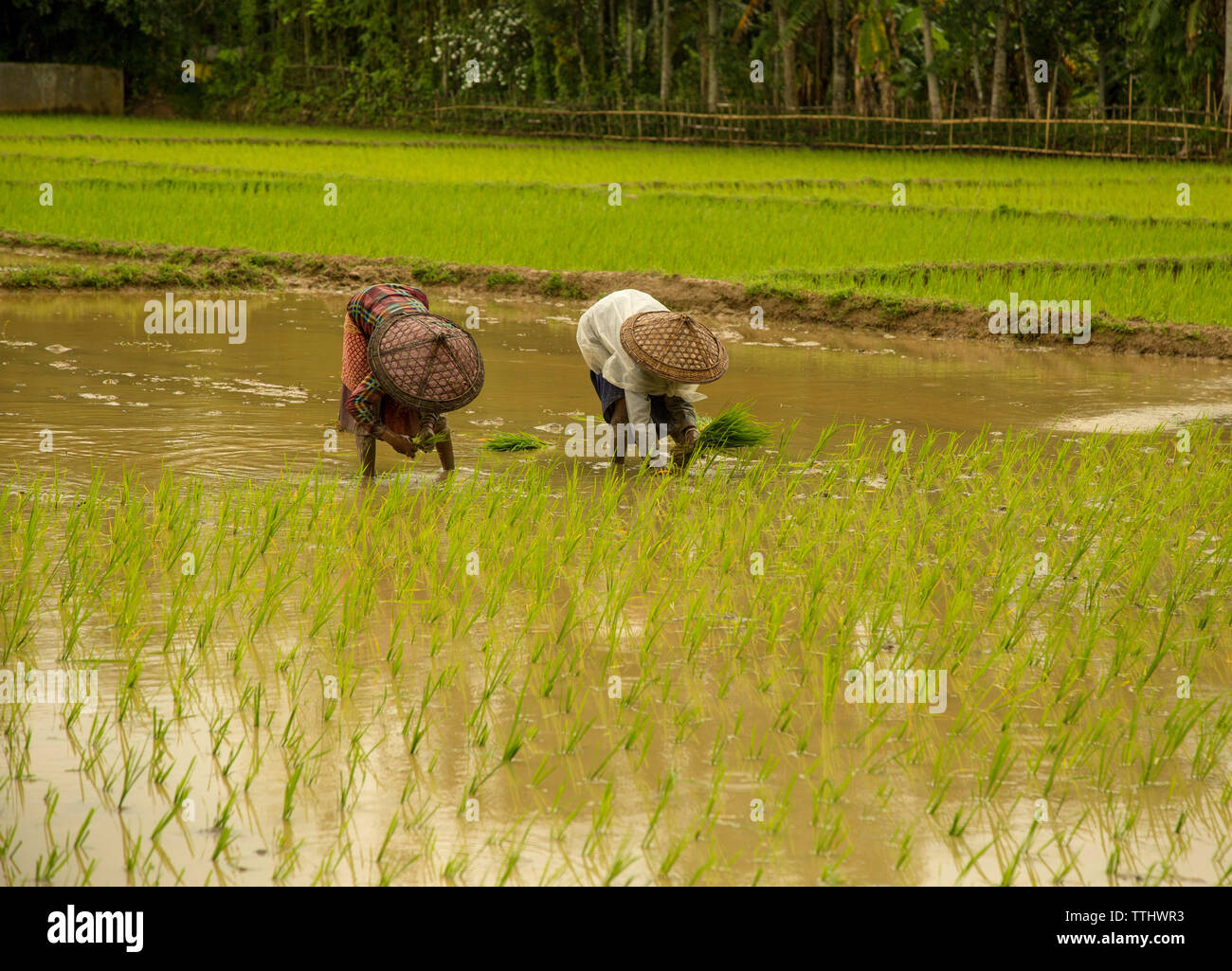 L'agriculture est le plus gros secteur de l'emploi au Bangladesh. Le rendement de ce secteur a un impact écrasant sur les grands objectifs macroéconomiques Banque D'Images