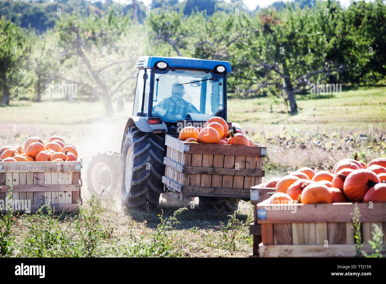 Agriculteur transportant citrouilles dans le tracteur sur les champs Banque D'Images