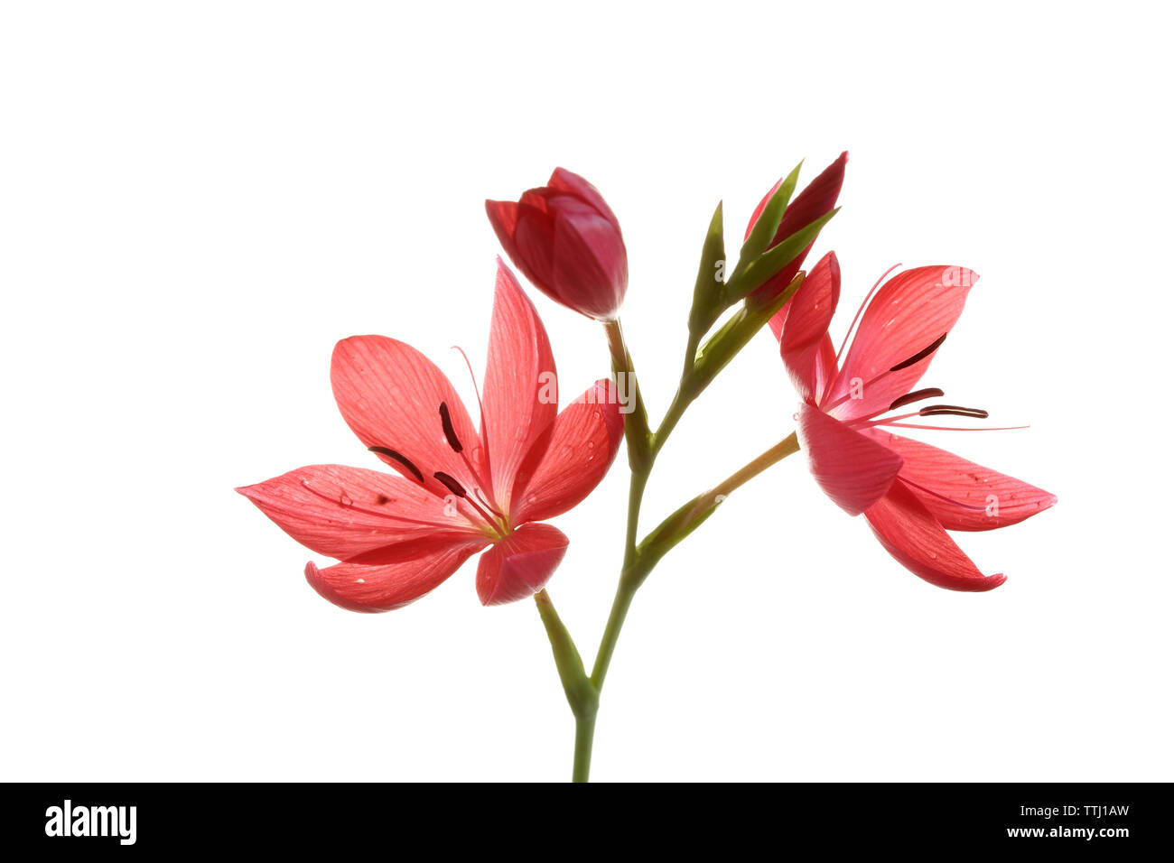 Schitzosylis fleur sur tige Banque D'Images