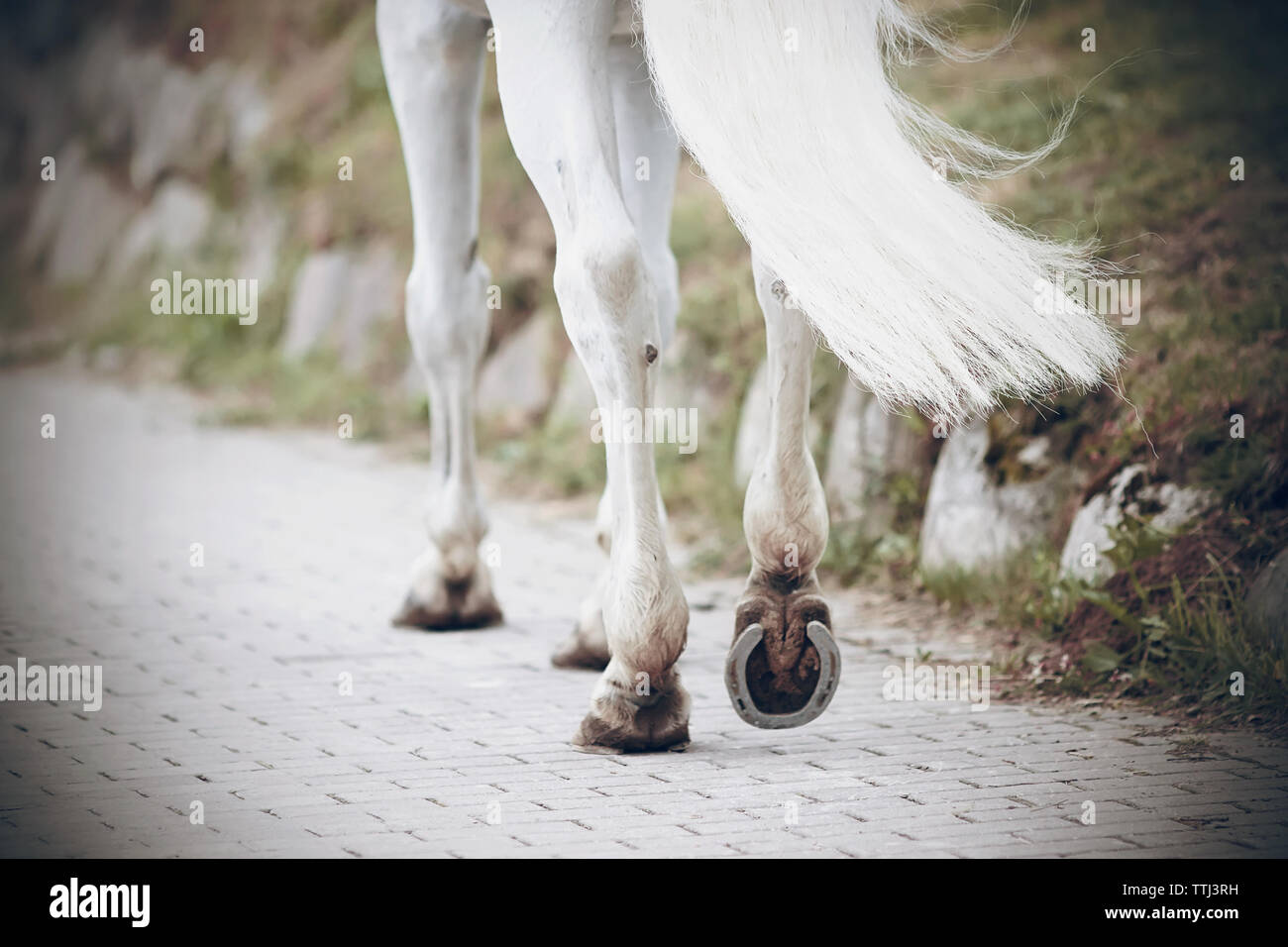 Les jambes d'un cheval blanc athlétique, avec des sabots ferrés, qui va sur une route pavée dans le parc. Banque D'Images