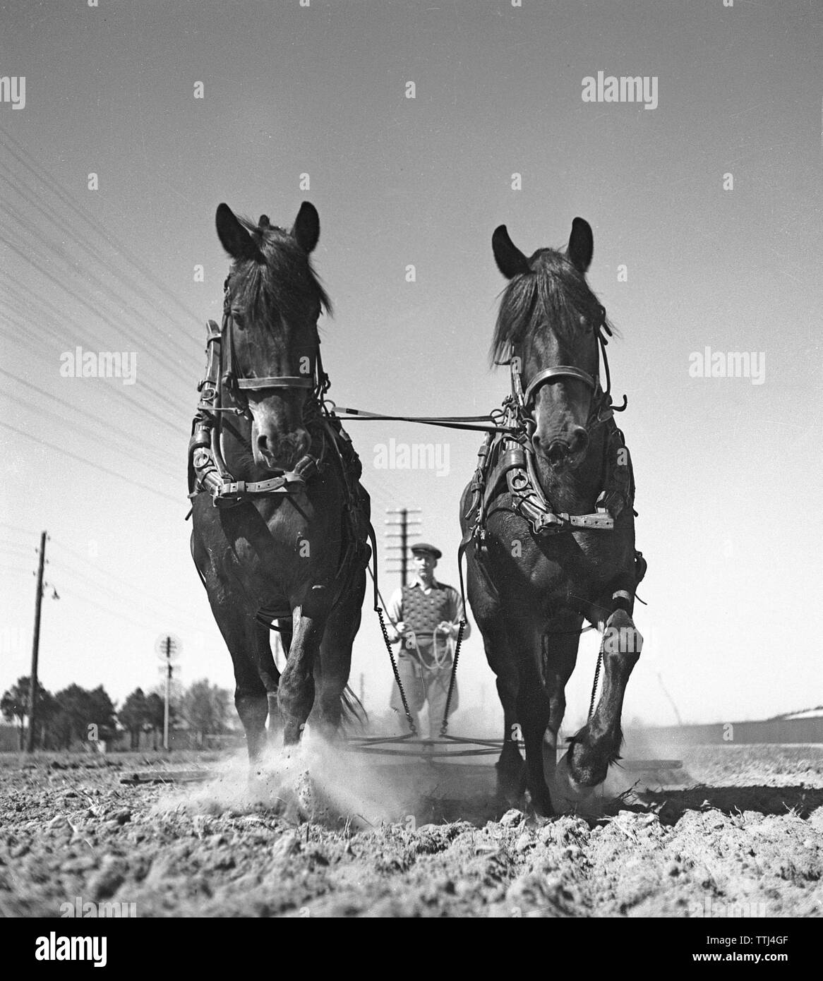 L'agriculture dans les années 40. Deux chevaux travailler sur un champ. La Suède 1943 Kristoffersson Ref D230-3 servomoteur Banque D'Images