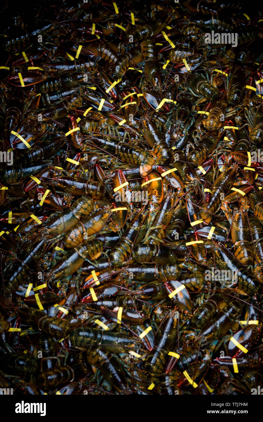 Close-up de homards Banque D'Images