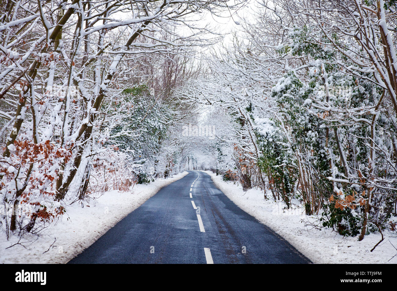 Au milieu d'arbres couverts de neige de la route Banque D'Images