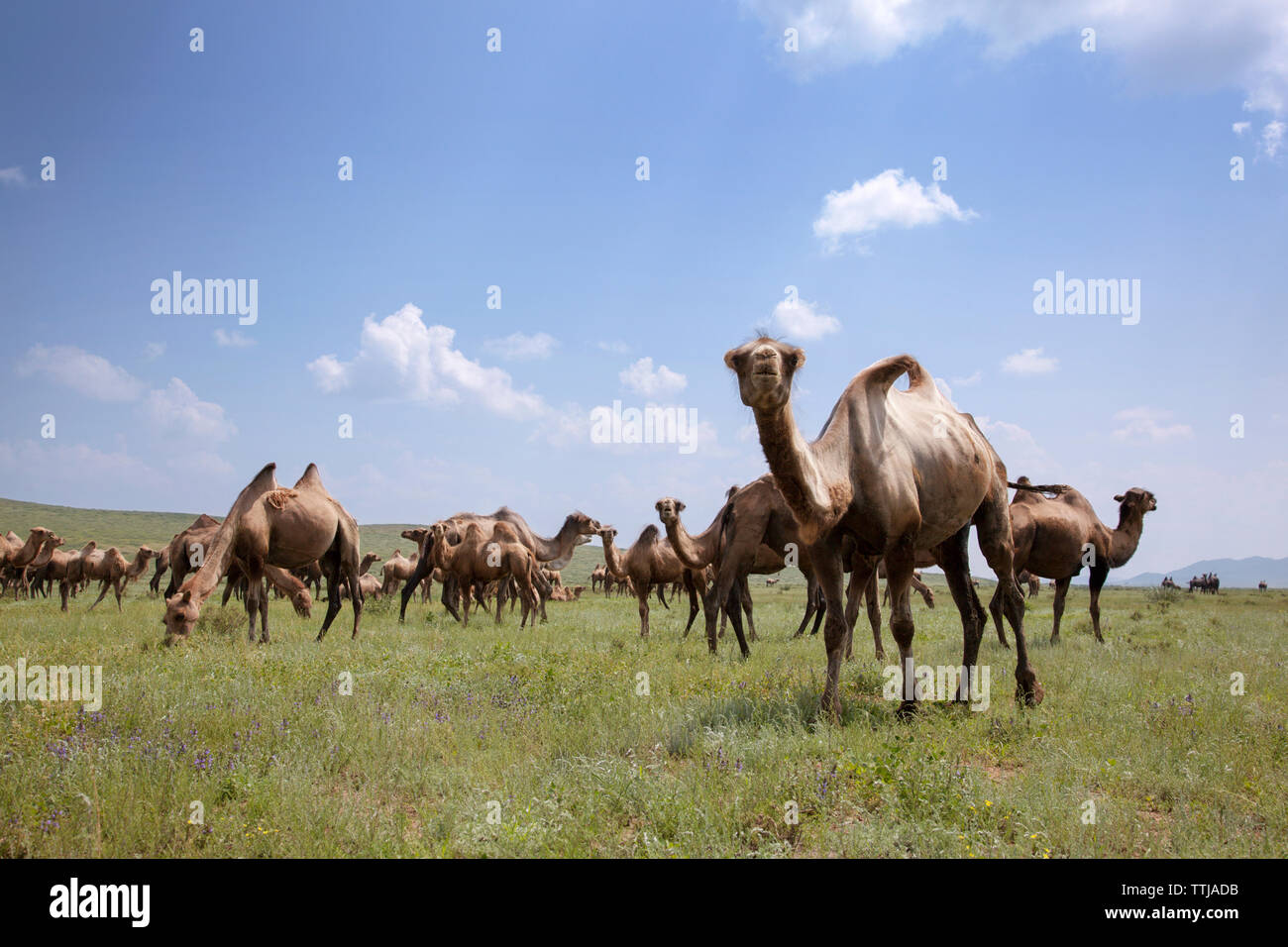 Les chameaux de Bactriane sur terrain against sky Banque D'Images