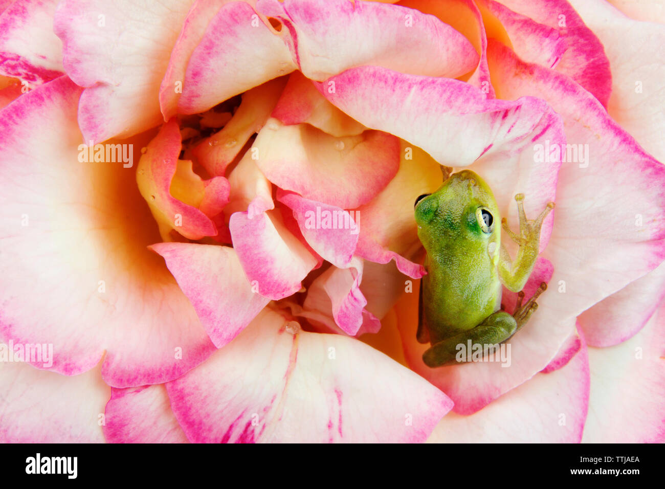 Close-up de grenouille sur fleur Banque D'Images