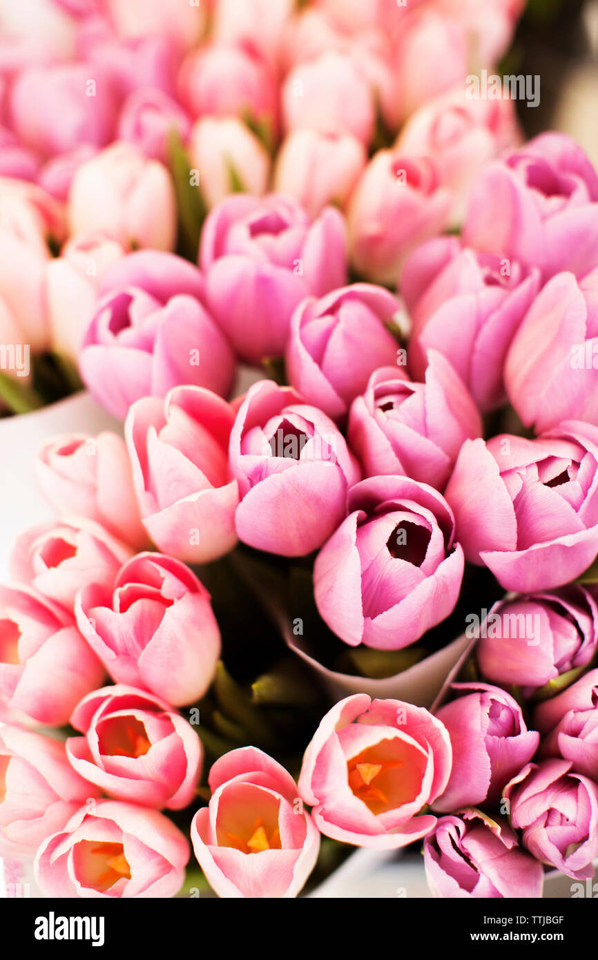 Close-up of tulip flowers Banque D'Images