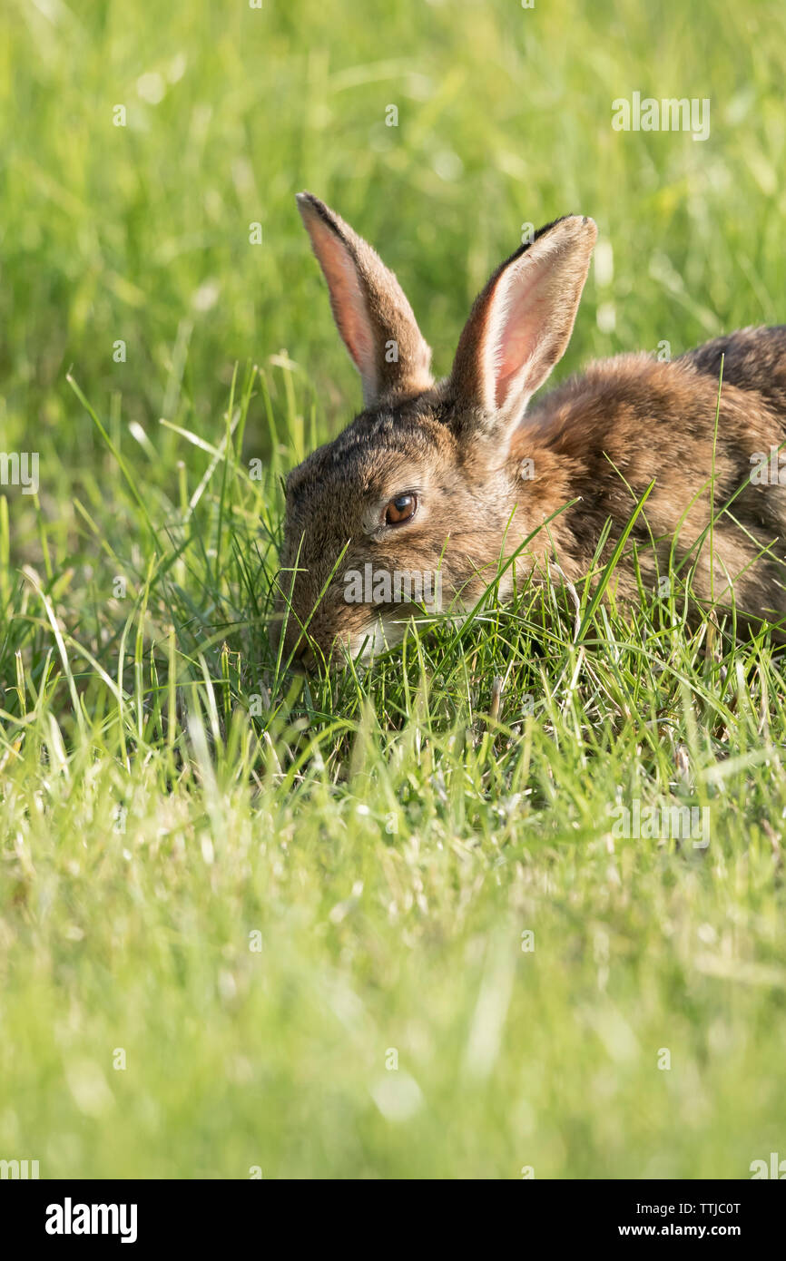 Vue de face d'un lapin sauvage du Royaume-Uni (Oryctolagus cuniculus) isolé à l'extérieur, dans le champ d'été, tête vers le bas, manger de l'herbe, au soleil. Banque D'Images