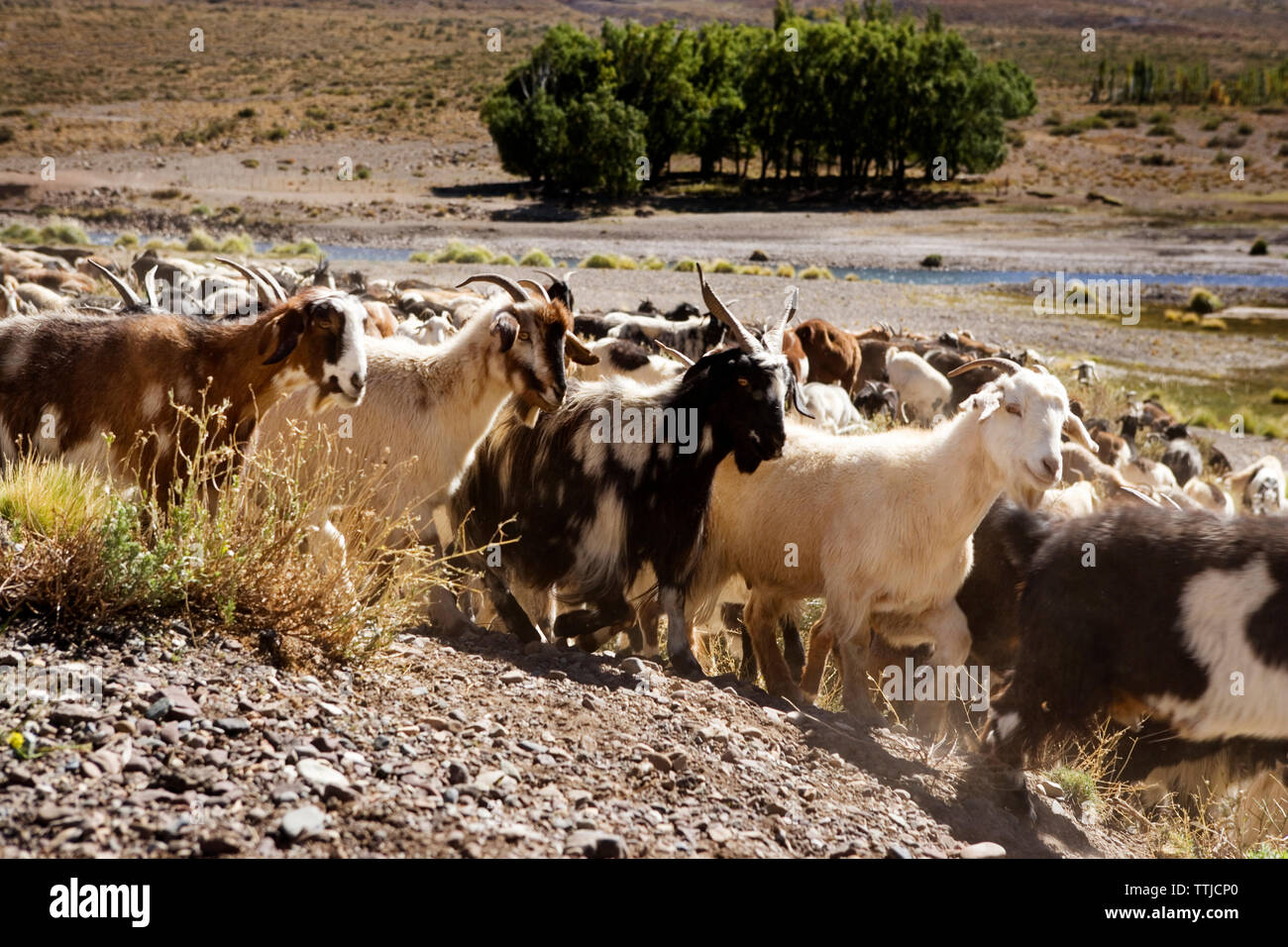 Les chèvres marche sur terrain Banque D'Images