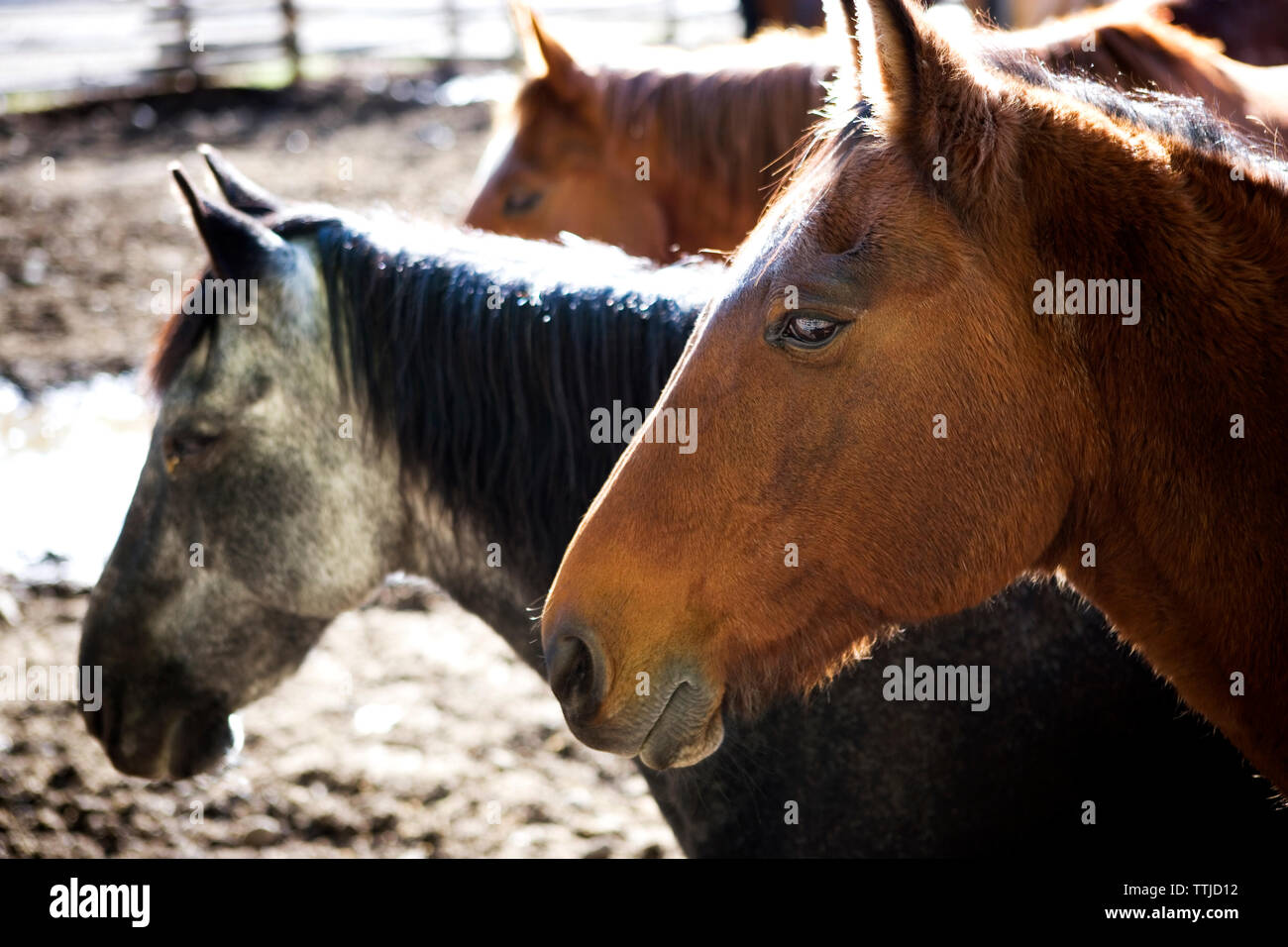 Close-up de chevaux sur terrain Banque D'Images
