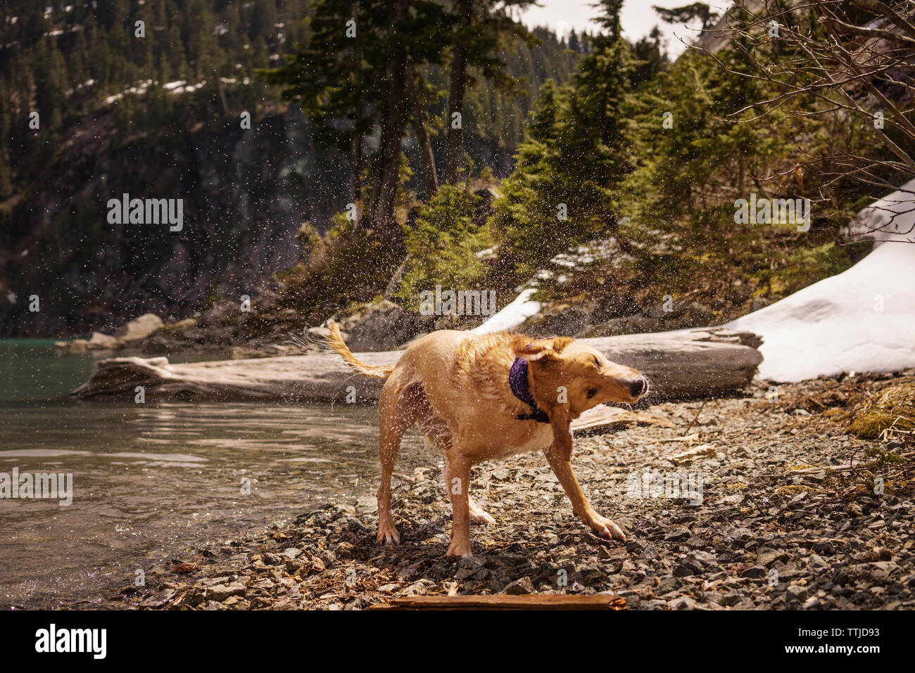 Labrador Retriever les projections d'eau tout en se tenant par le lac Banque D'Images