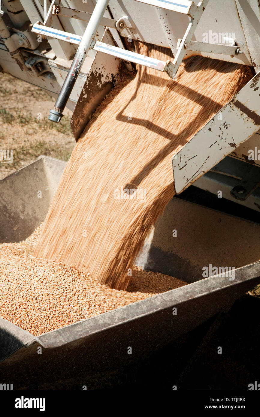 Close-up de blé tombant dans le récipient de moissonneuse-batteuse Banque D'Images