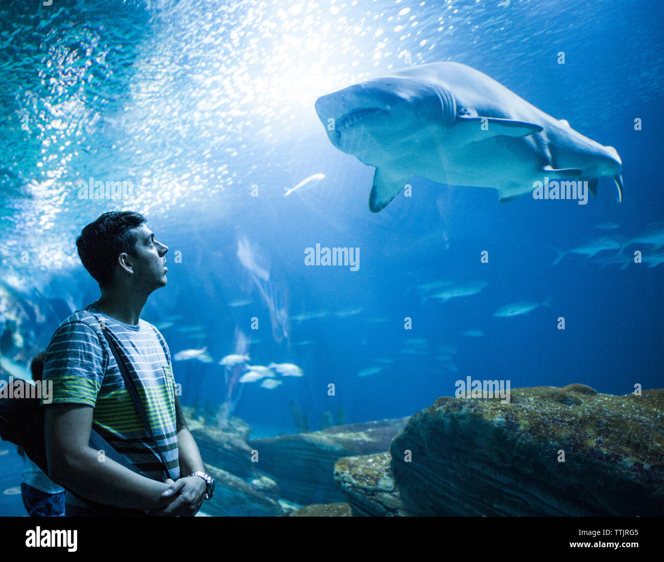 L'homme à la recherche de requins à l'aquarium de poissons en étant debout dans Banque D'Images