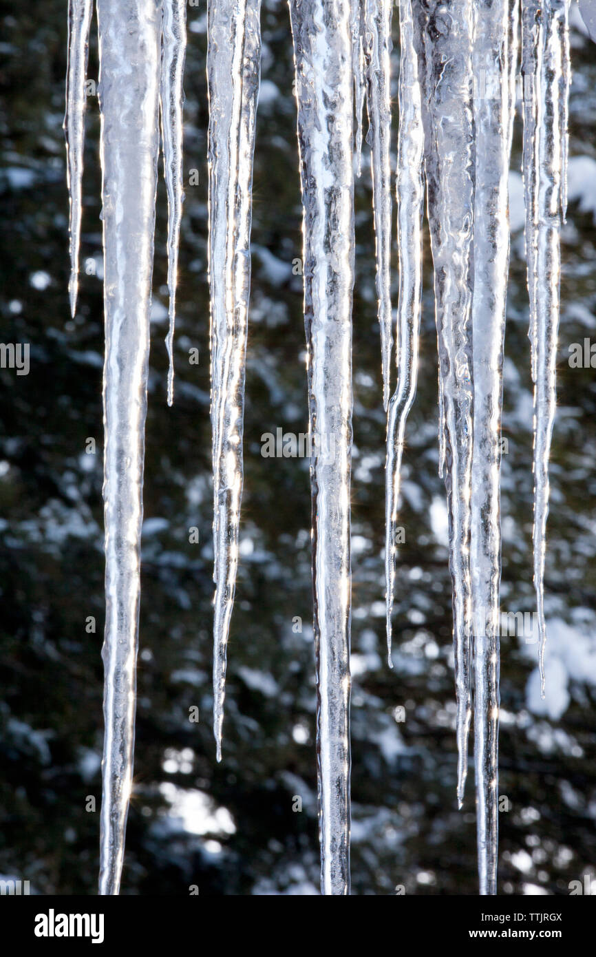 Close-up of icicles Banque D'Images
