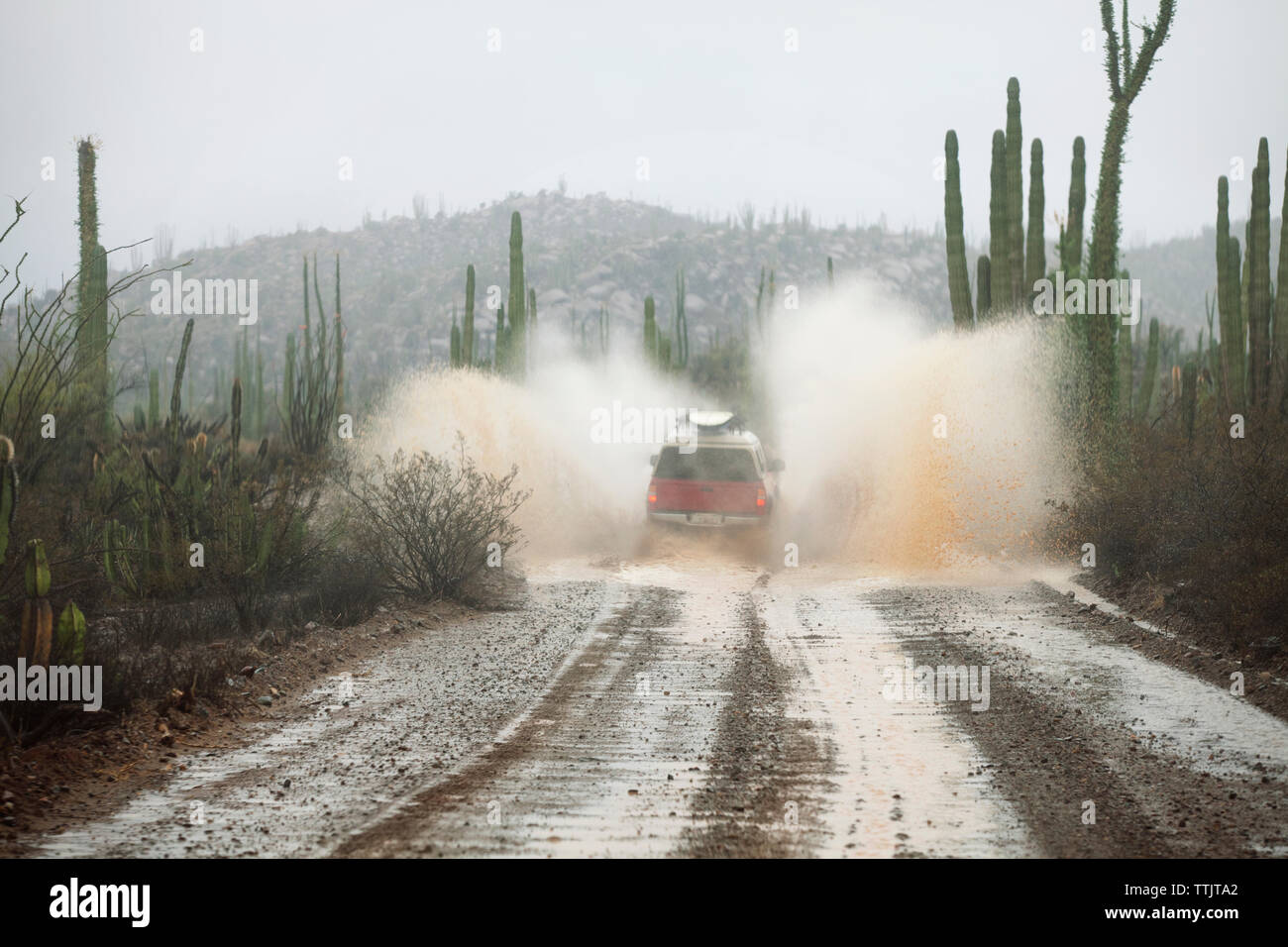 Location de projections d'eau sur chemin de terre humide au milieu de cactus sur terrain contre ciel lors de temps de brouillard Banque D'Images