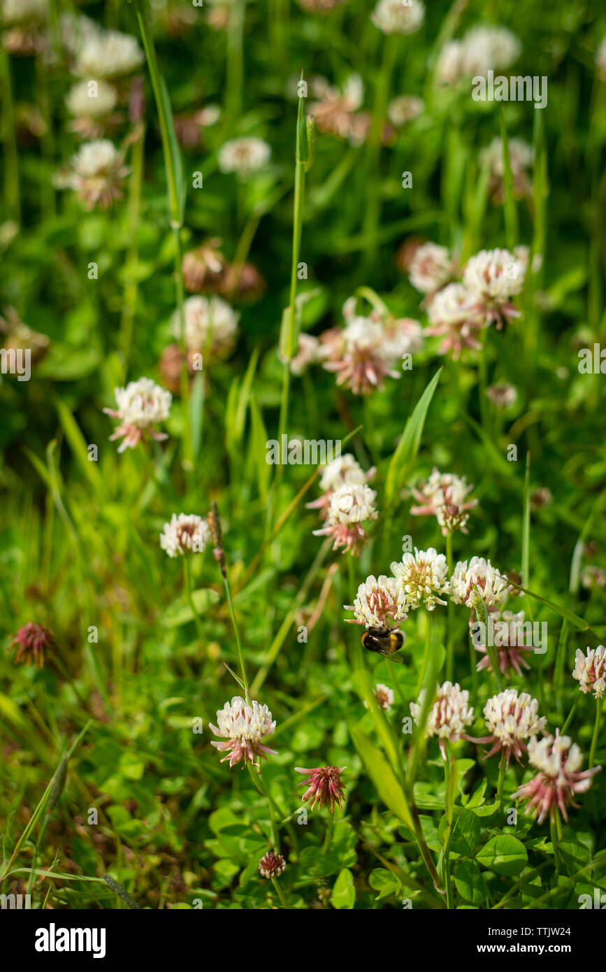 Image de fond d'un champ de trèfle avec des abeilles Banque D'Images