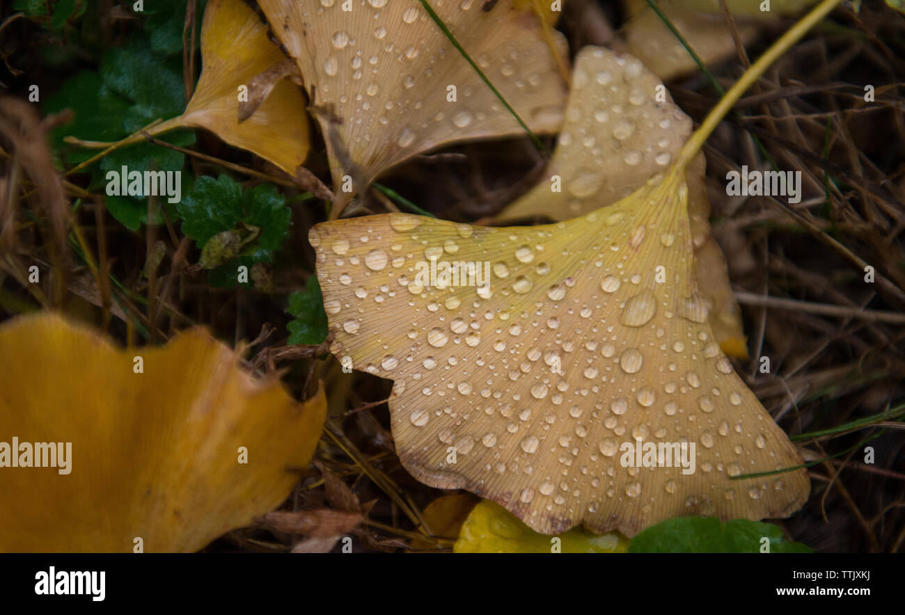 UNITED STATES - OCT 27, 2015 : Le ginkgo Blandy Grove est une des plus grandes collections de ginkgos à l'extérieur de l'arbre du Chine natale. Étant donné leur autu Banque D'Images