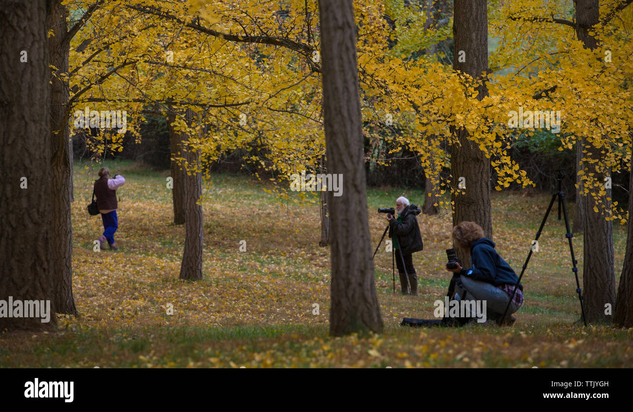 UNITED STATES - OCT 27, 2015 : Le ginkgo Blandy Grove est une des plus grandes collections de ginkgos à l'extérieur de l'arbre du Chine natale. Étant donné leur autu Banque D'Images