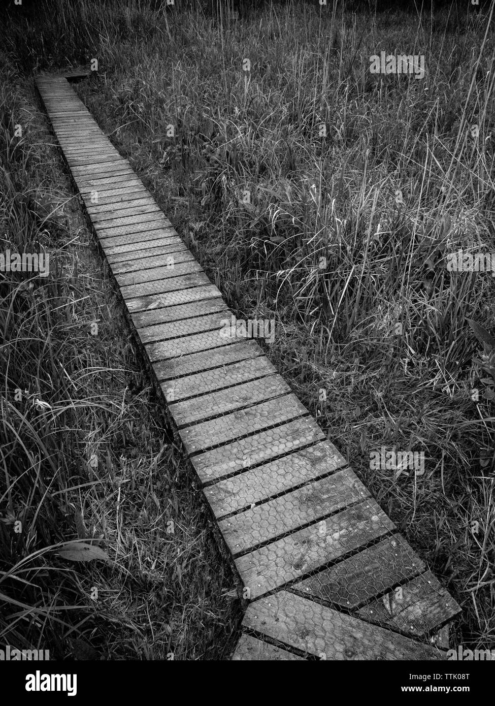 Photographie noir et blanc photographie de paysage, chemin dans les zones humides, la Réserve Naturelle Withymead, Goring-on-Thames, Oxfordshire, England, UK, FR. Banque D'Images