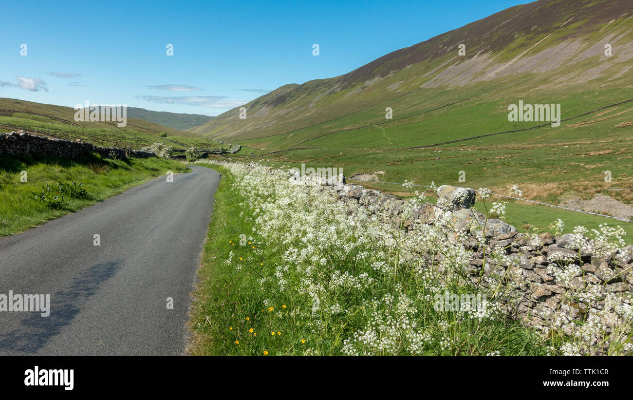 Royaume-uni : belle vue du paysage sud dans Barbondale par cow parsley rempli de haies, Yorkshire Dales Banque D'Images