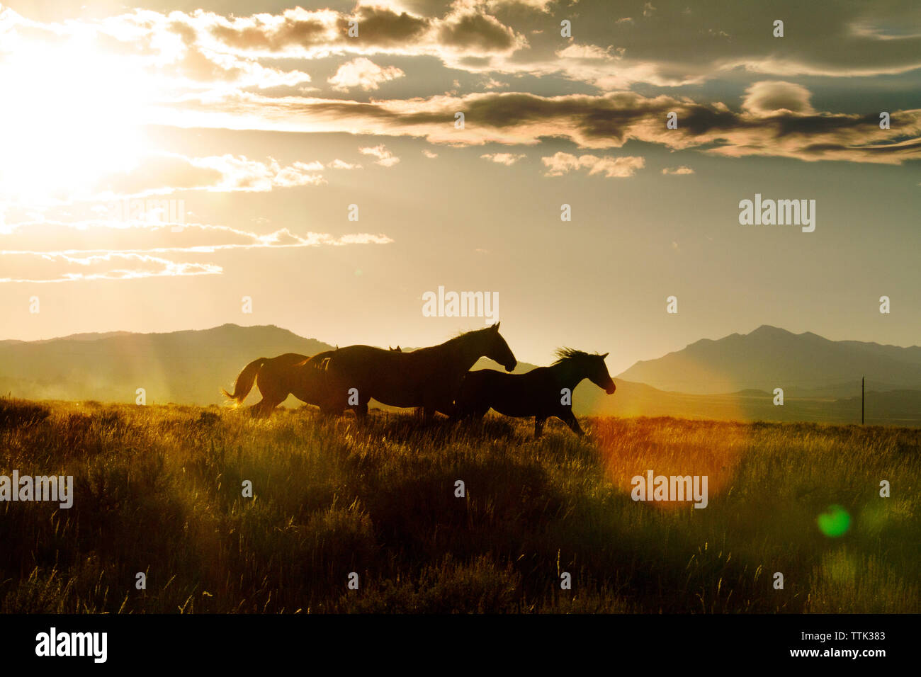 Chevaux qui courent sur le terrain contre le ciel au coucher du soleil Banque D'Images