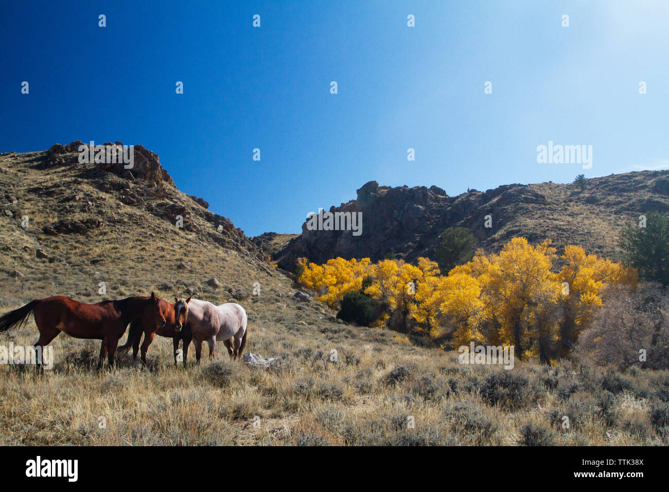 Des chevaux dans les champs contre ciel bleu clair Banque D'Images