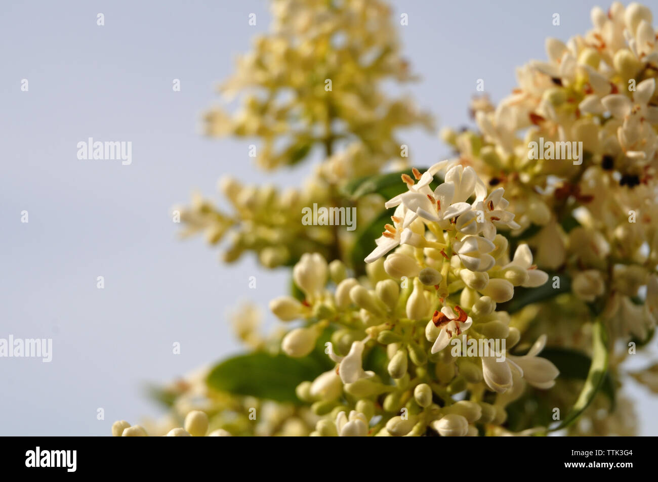 Fleurs de Ligustrum vulgare et panicules de fleurs blanches Banque D'Images
