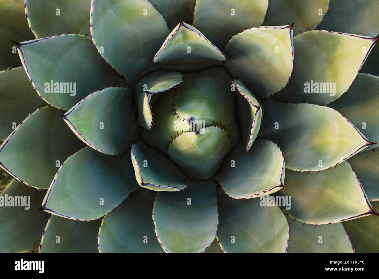 Close-up of Succulent Plant Banque D'Images