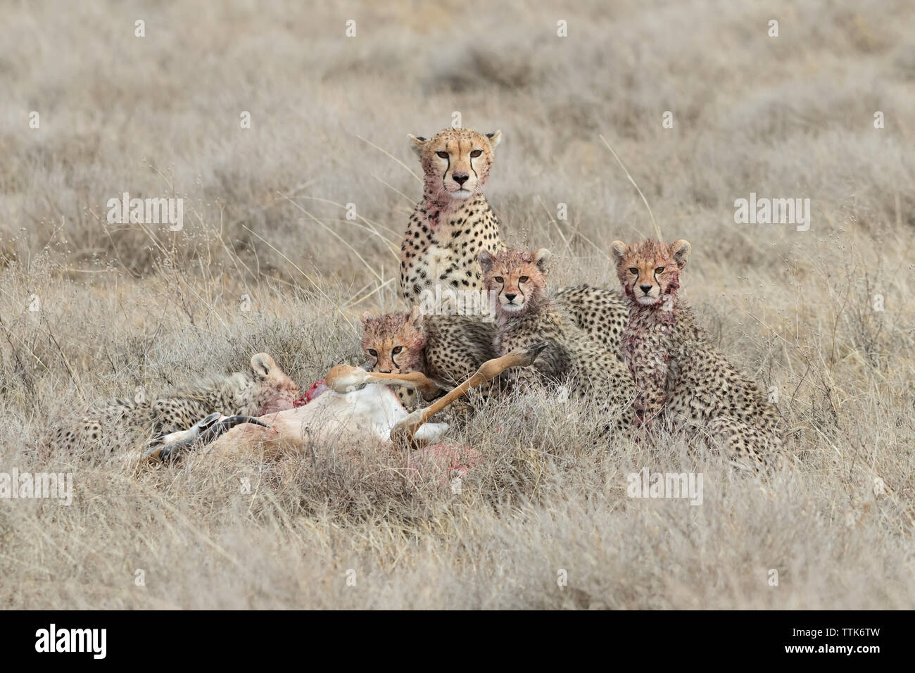 La famille Guépard (Acinonyx jubatus) se nourrissant de Ndutu, Tanzanie, tuer Banque D'Images