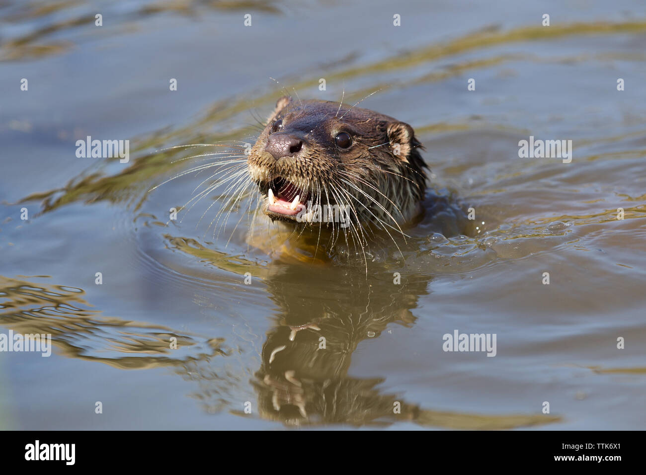 La loutre (Lutra lutra) dans l'eau en souriant et heureux à la Banque D'Images