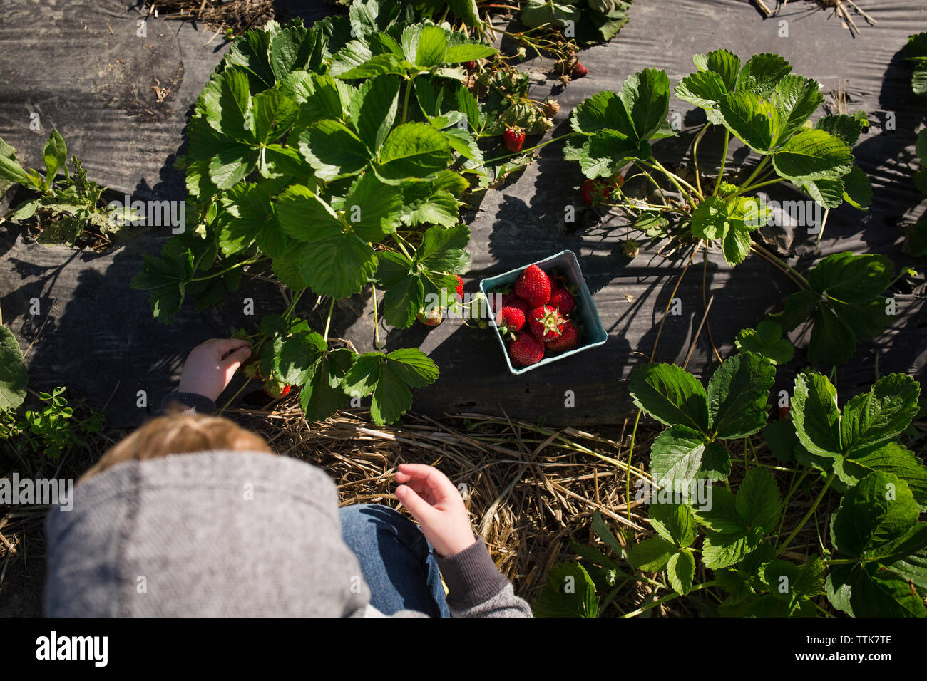 Vue de dessus de la cueillette des fraises garçon à partir de plantes au niveau de l'exploitation Banque D'Images