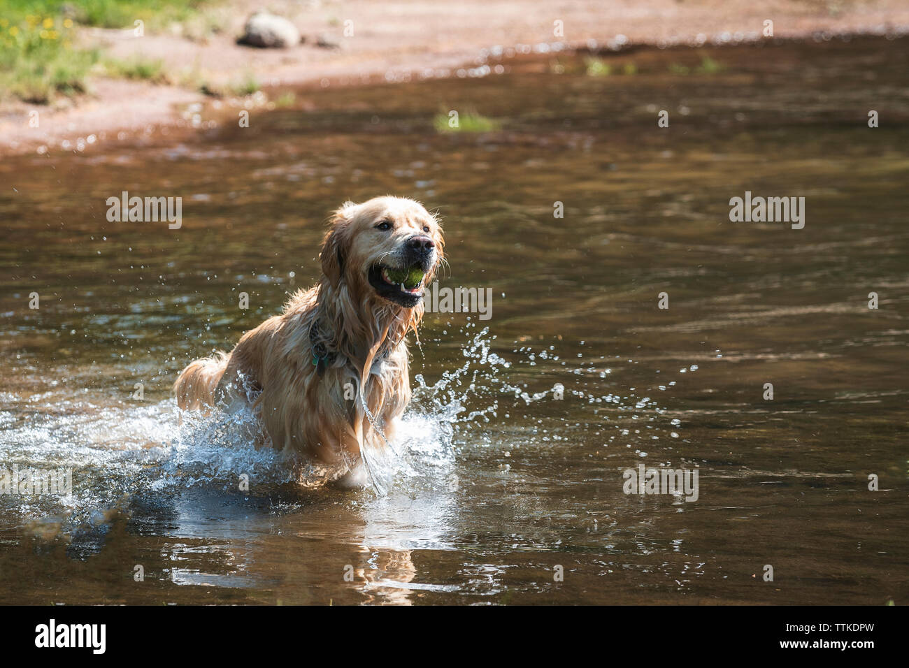 Golden Retriever Dog fonctionnant hors de l'eau dans le lac de montagne avec balle de tennis Banque D'Images