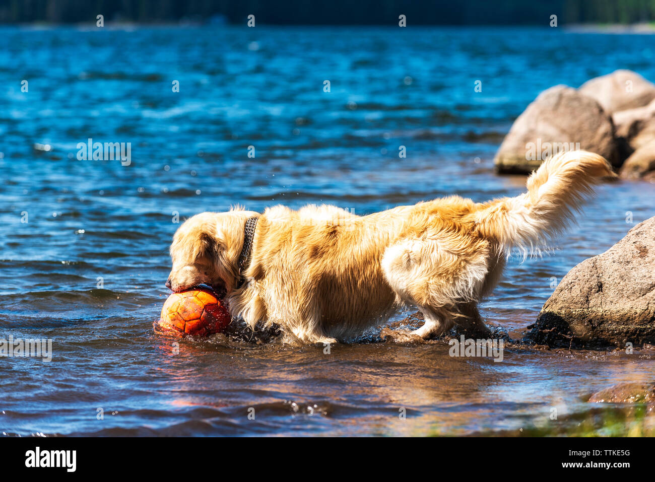 Golden Retriever Dog joue avec big red ball mountain lake Banque D'Images