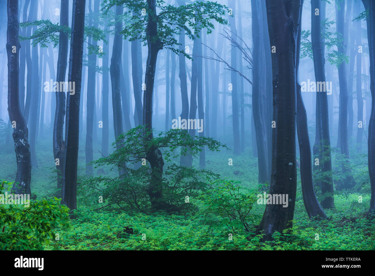 Conte de Misty à Woods dans un jour de pluie. Matin brumeux froid dans la forêt d'horreur Banque D'Images