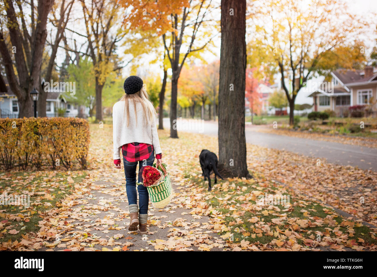 Vue arrière du woman holding Shopping bag et marcher avec chien sur sentier Banque D'Images