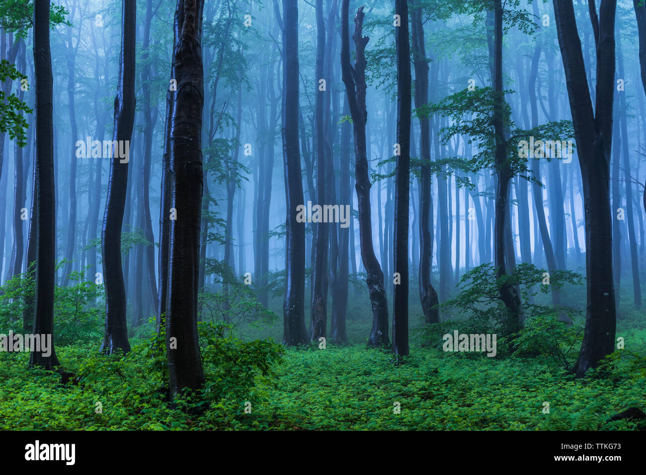 Conte de Misty à Woods dans un jour de pluie. Matin brumeux froid en forêt, vieille montagne, Bulgarie Banque D'Images