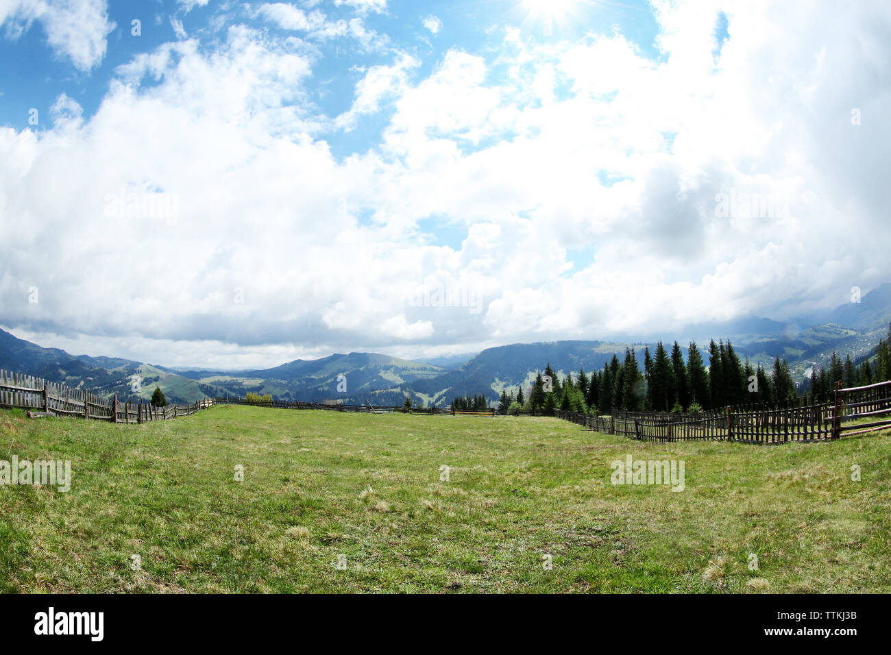 Forest Green Hills dans les montagnes Banque D'Images