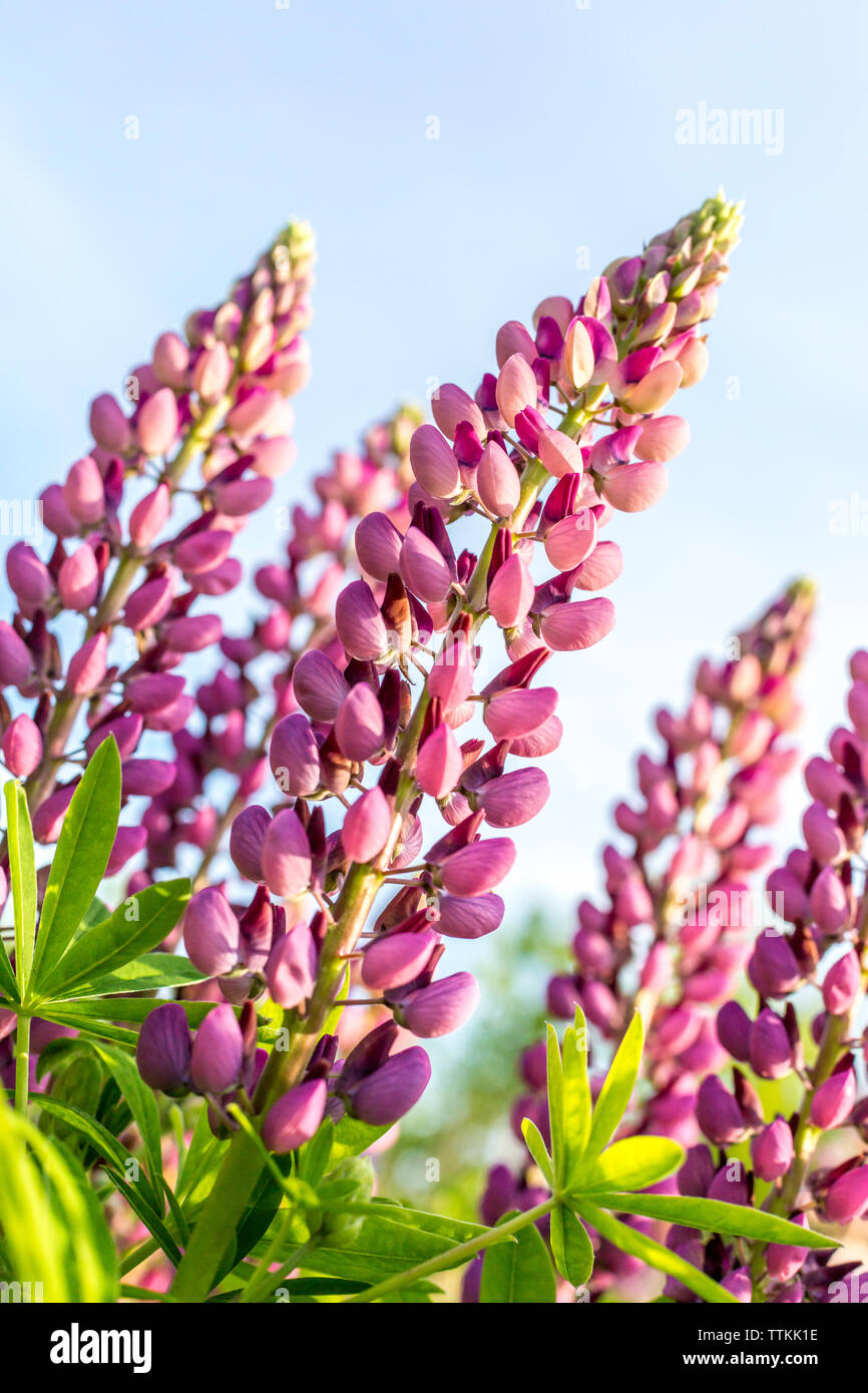 Jardin de fleurs de lupin contre le ciel bleu, Allemagne Banque D'Images