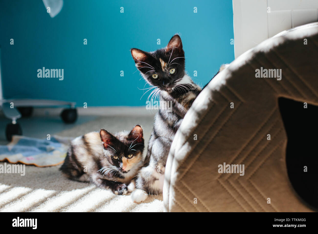 Deux chatons à la fenêtre tandis que la lumière on se couche et on se tient debout Banque D'Images