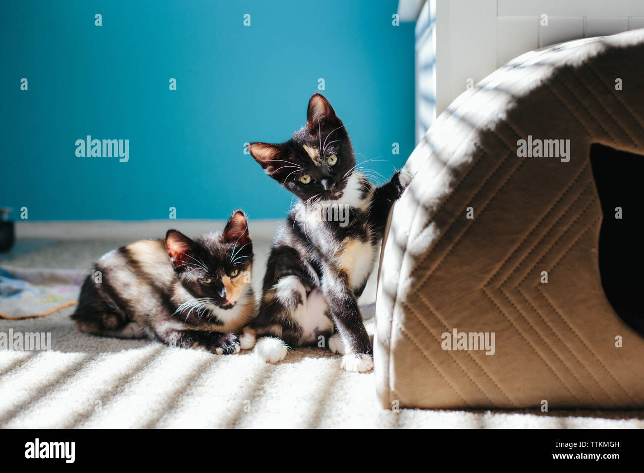 Deux chatons à côté de l'autre un comité permanent et d'un portant Banque D'Images
