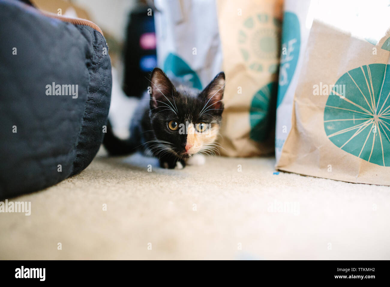 Chaton fixe appareil photo comme il est assis accroupi Banque D'Images