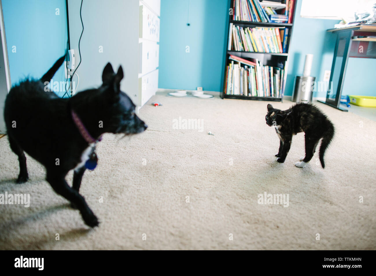Produit chien avec prudence en regard de chaton en colère Banque D'Images
